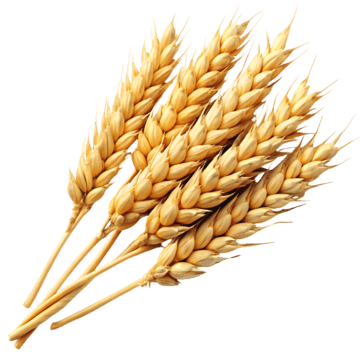 Food Processing Product